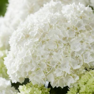 Гортензия крупнолистная Диппо Фредо - Dolinasad.by