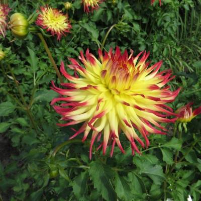 Георгина Джессика - Dolinasad.by