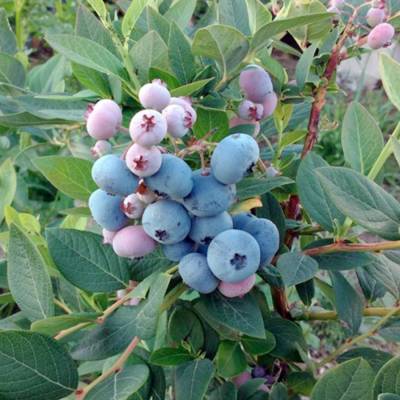 Голубика Аврора - Dolinasad.by