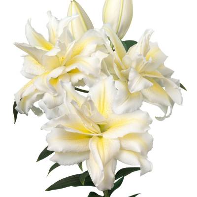 Лилия Роузлили Ирвана Лилия Роузлили Ирвана - Dolinasad.by