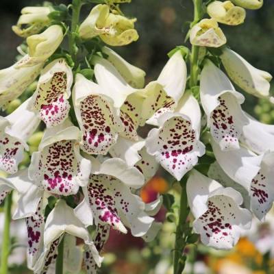 Наперстянка пурпурная Виртуоза Вайт - Dolinasad.by