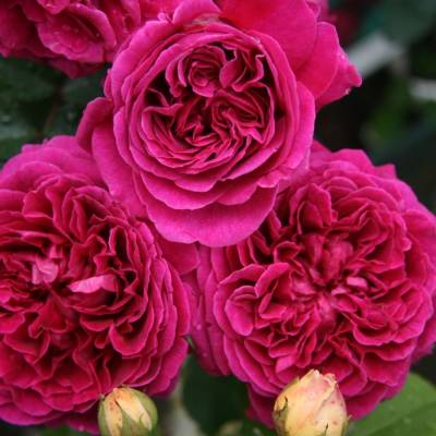 Роза Алфалоп - Dolinasad.by