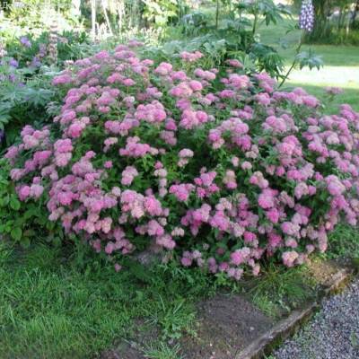 Спирея японская Манон, С7,5 - Dolinasad.by