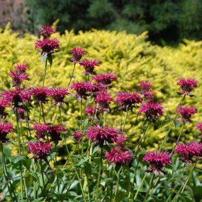 Монарда Разберри Вайт - Dolinasad.by