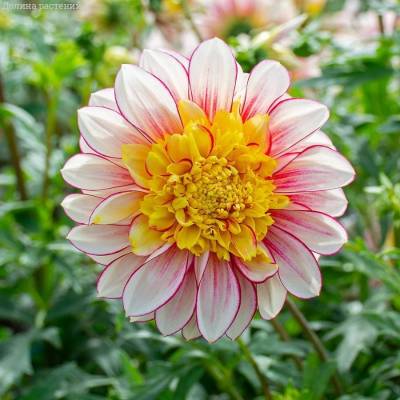 Георгина Полька - Dolinasad.by