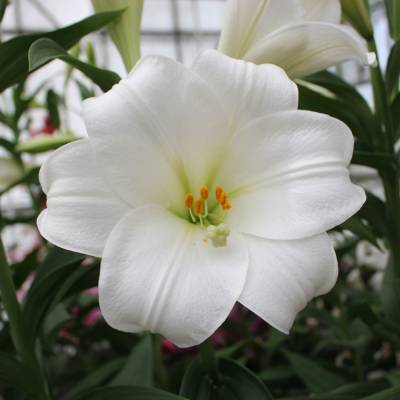 Лилия Вотч Ап Лилия Вотч Ап - Dolinasad.by