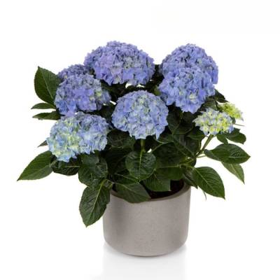 Гортензия крупнолистная Хай Хейло Гортензия крупнолистная Хай Хейло - Dolinasad.by