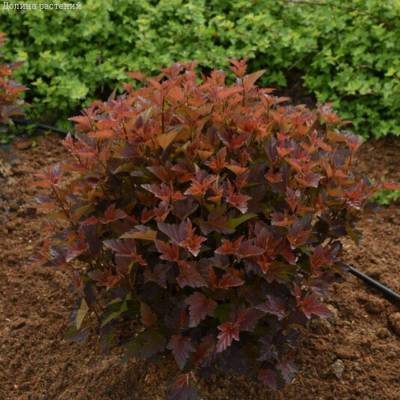 Пузыреплодник калинолистный Андре, С2 - Dolinasad.by