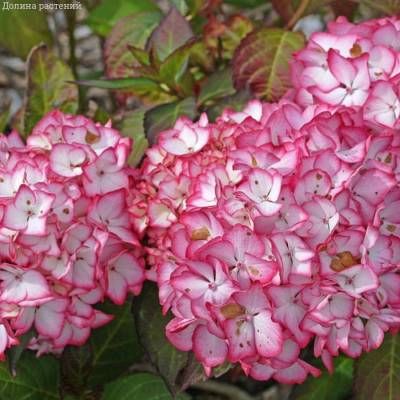 Гортензия крупнолистная Мираи - Dolinasad.by