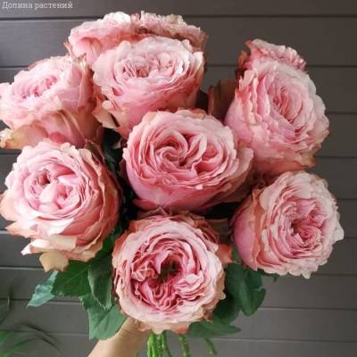 Роза Белиз - Dolinasad.by