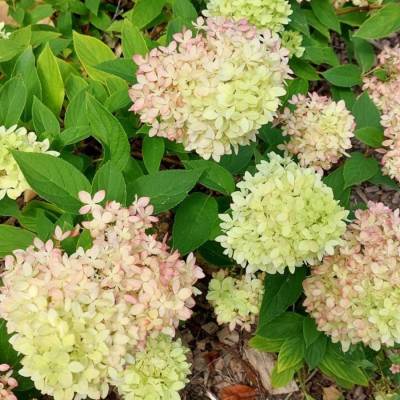 Гортензия метельчатая Би Грин, С2 - Dolinasad.by