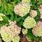Гортензия метельчатая Би Грин, С2 - Dolinasad.by