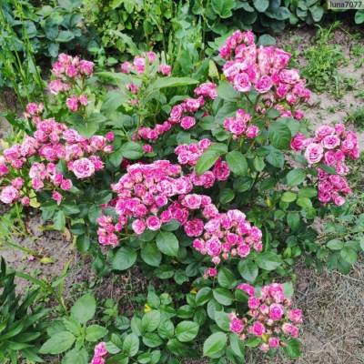 Роза Флешинг в горшке - Dolinasad.by