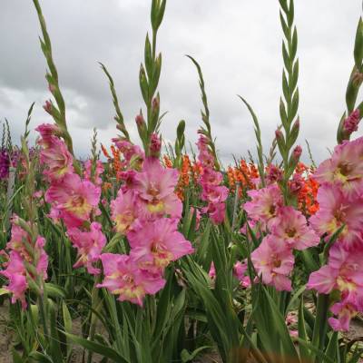 Гладиолус Хэппи Диско - Dolinasad.by