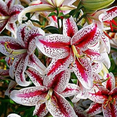 Лилия Тайгервудс - Dolinasad.by