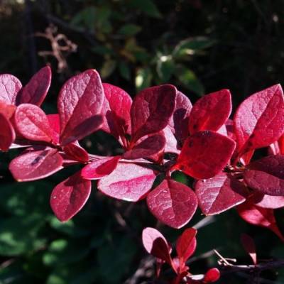 Барбарис Тунберга Ред Дж, С2 - Dolinasad.by