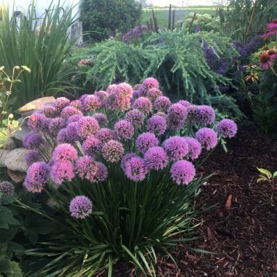 Аллиум Миллениум - Dolinasad.by