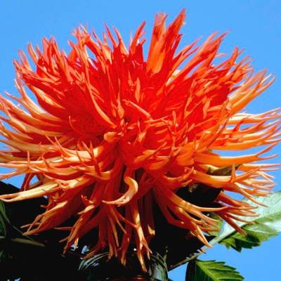 Георгина Оранж Мармелад - Dolinasad.by