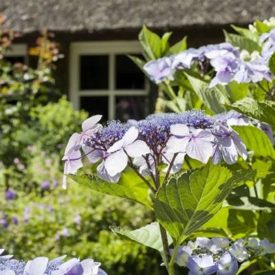 Гортензия пильчатая Морнинг Глори, С3 - Dolinasad.by