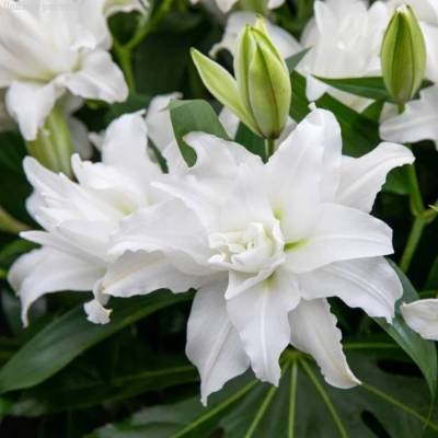 Лилия Роузлили Анджела - Dolinasad.by