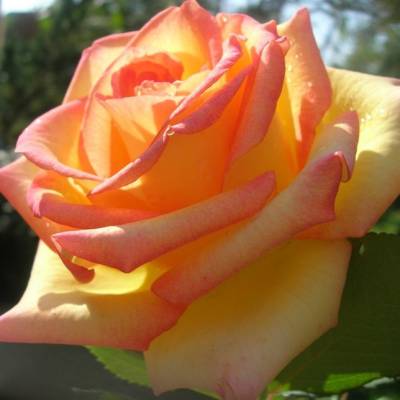 Роза Сальвадор в горшке - Dolinasad.by