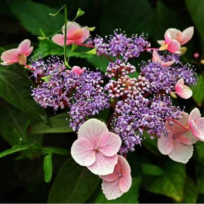 Гортензия шершавая Хот Шоколад, С3 - Dolinasad.by