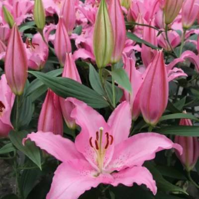 Лилия Катемака Лилия Катемака - Dolinasad.by