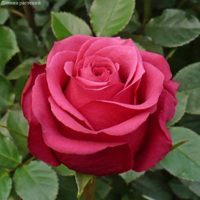 Роза Черри О - Dolinasad.by