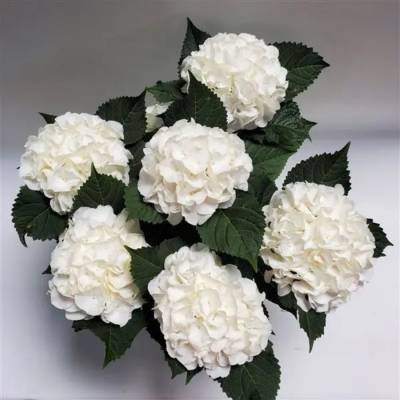 Гортензия крупнолистная Айс Бой, С2 - Dolinasad.by