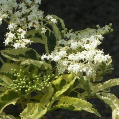 Бузина черная Мадонна, С3 - Dolinasad.by