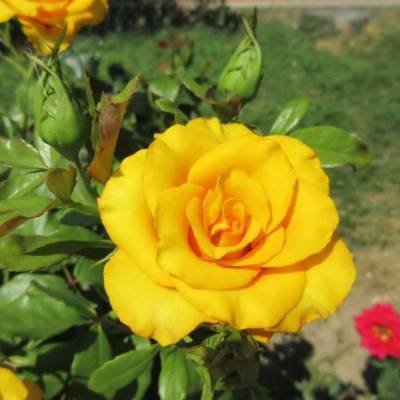 Роза Саммер - Dolinasad.by