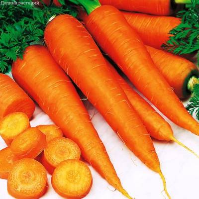 Морковь на ленте Зимний Цукат Н13 фото