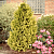 Кипарисовик Лавсона Голден Вандер фото