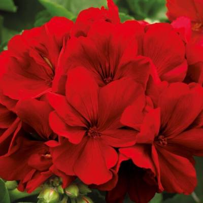 Пеларгония полуампельная Дарк Ред - Dolinasad.by