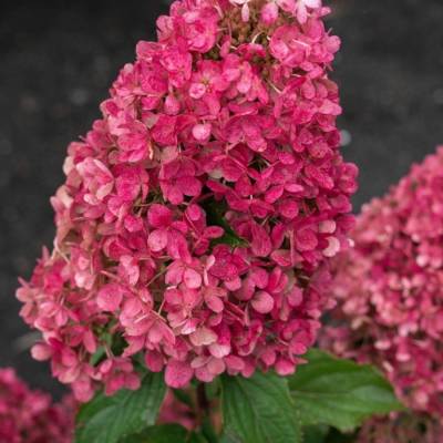 Гортензия метельчатая Расберри Пинк С3 - Dolinasad.by