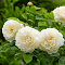 Набор парковых роз (Вестерлэнд,Мэри Роуз,Винчестер) - Dolinasad.by