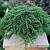 Можжевельник Гринмантл, С3 - Dolinasad.by