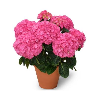 Гортензия крупнолистная Нунки - Dolinasad.by