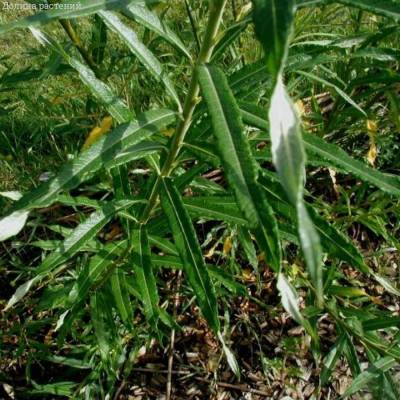 Ива прутовидная, С3 - Dolinasad.by