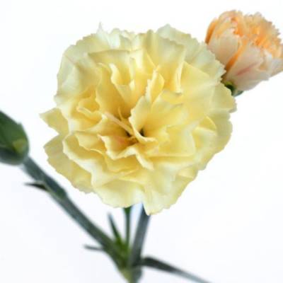 Гвоздика Менорка Еллоу - Dolinasad.by