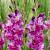 Гладиолус Фиолетовое искусство - Dolinasad.by
