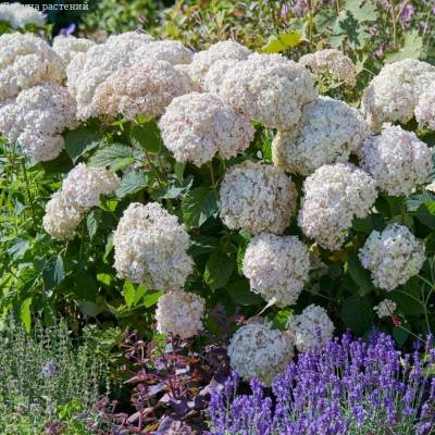 Гортензия древовидная Кэндибэль Маршмеллоу, С2 - Dolinasad.by