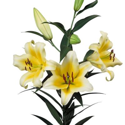 Лилия Монте Бьянко Лилия Монте Бьянко - Dolinasad.by