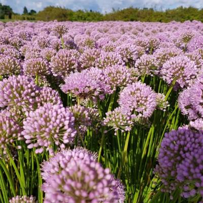 Аллиум Ин Орбит Аллиум Ин Орбит - Dolinasad.by