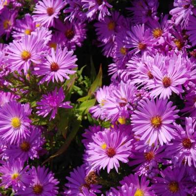 Астра кустарниковая Хербстгрусс вос Бруссурхоф - Dolinasad.by