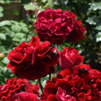 Роза Изабель Ренессанс в горшке - Dolinasad.by