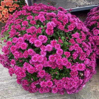 Хризантема мультифлора Бронсоуд Пурпл - Dolinasad.by