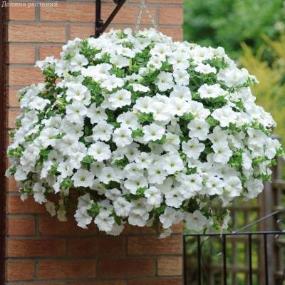 Петуния Престо Вайт - Dolinasad.by