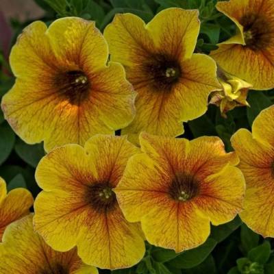 Петхоа Бьютикал Карамель Еллоу - Dolinasad.by