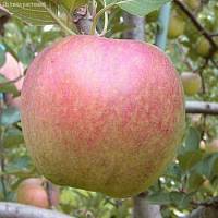 Яблоня Диамант/Осенняя - Dolinasad.by